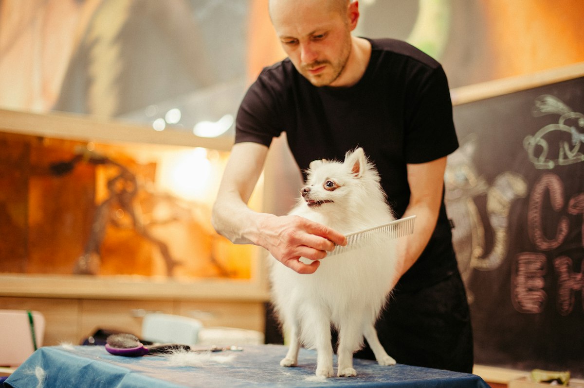 Stand-in photo: a dog being carefully brushed