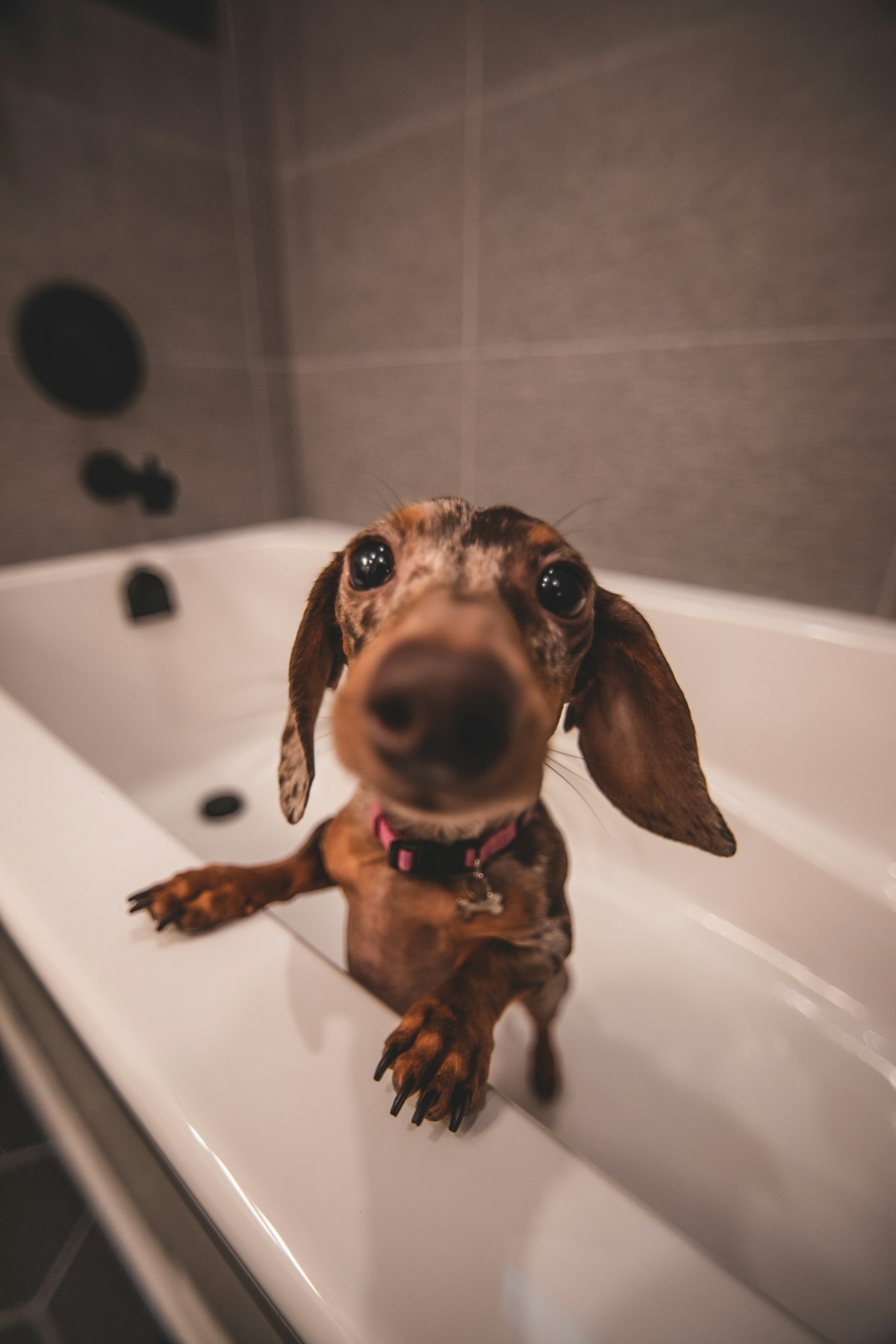 Stand-in photo: a dachshund enjoying a bath