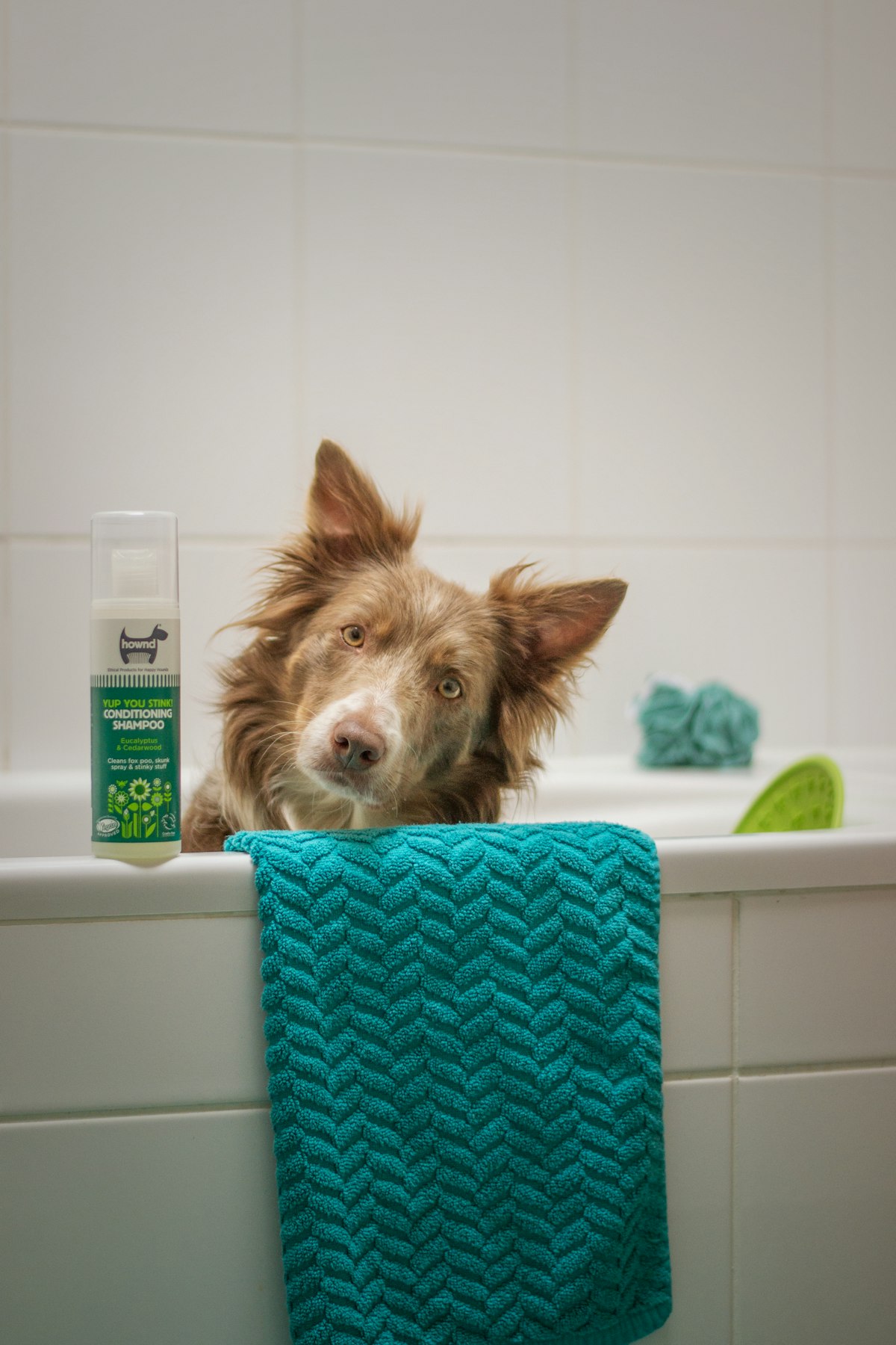 The trailer tub with a dog mid-bath