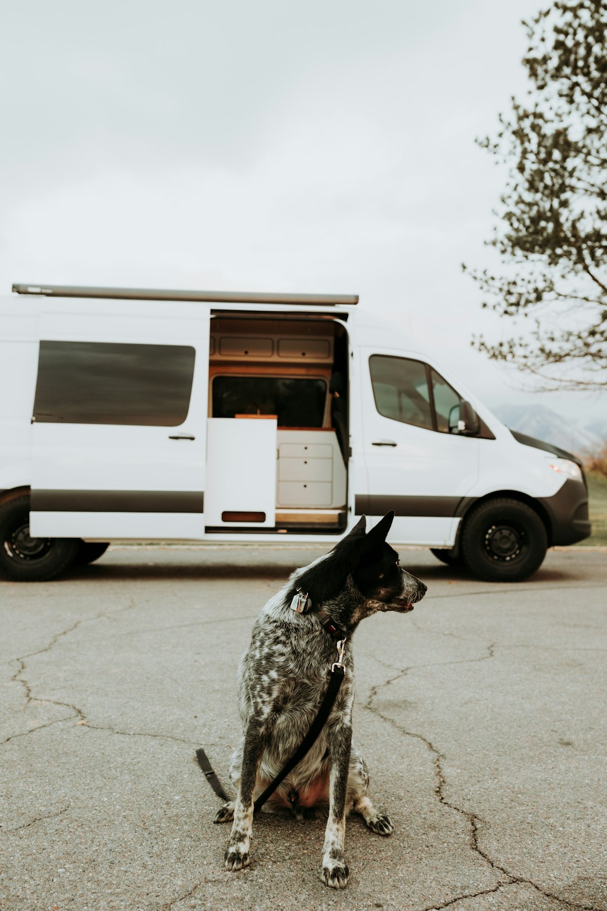 A dog approaching the open trailer