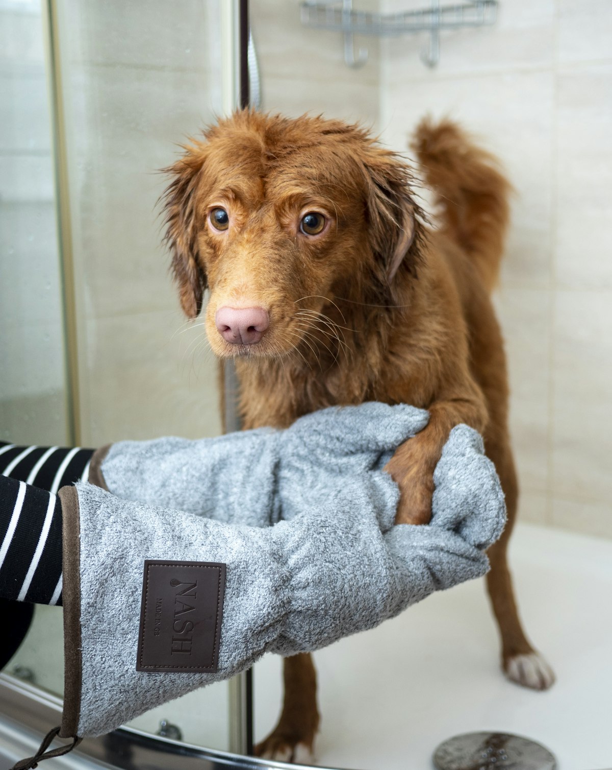 Stand-in photo: a freshly groomed long-coated dog wrapped in a towel