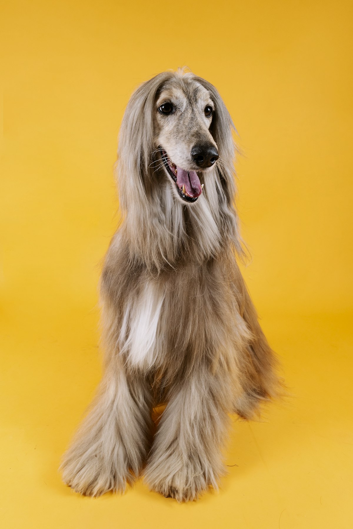 Stand-in photo: a long-coated white dog after grooming