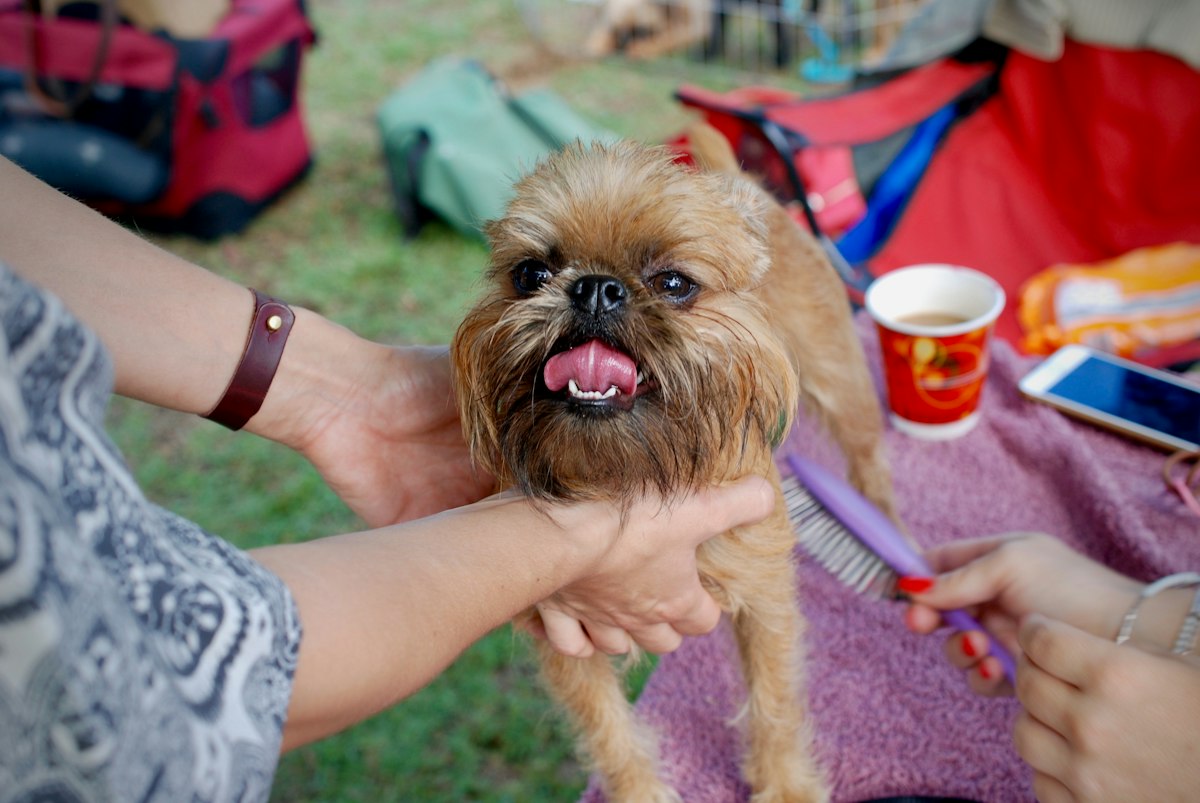 Stand-in photo: a scruffy brown dog before its groom