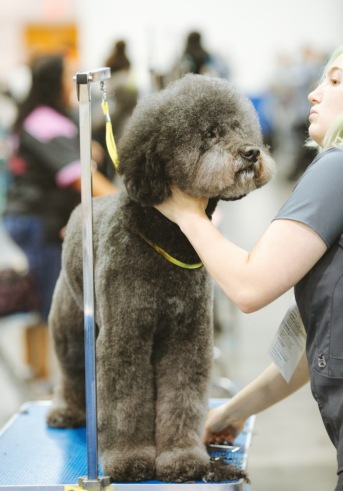 Stand-in photo: a neatly clipped standard poodle