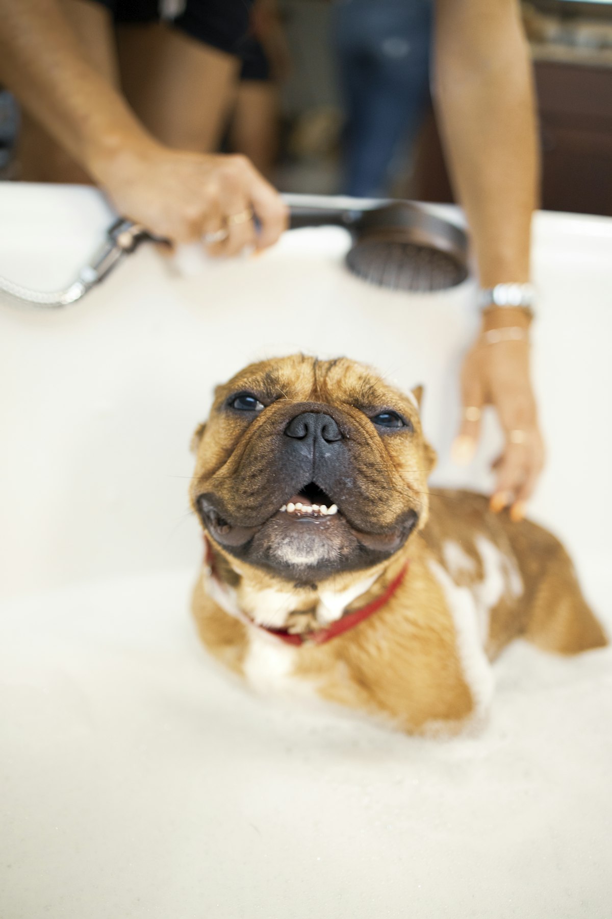 Stand-in photo: a short-coated dog looking freshly bathed