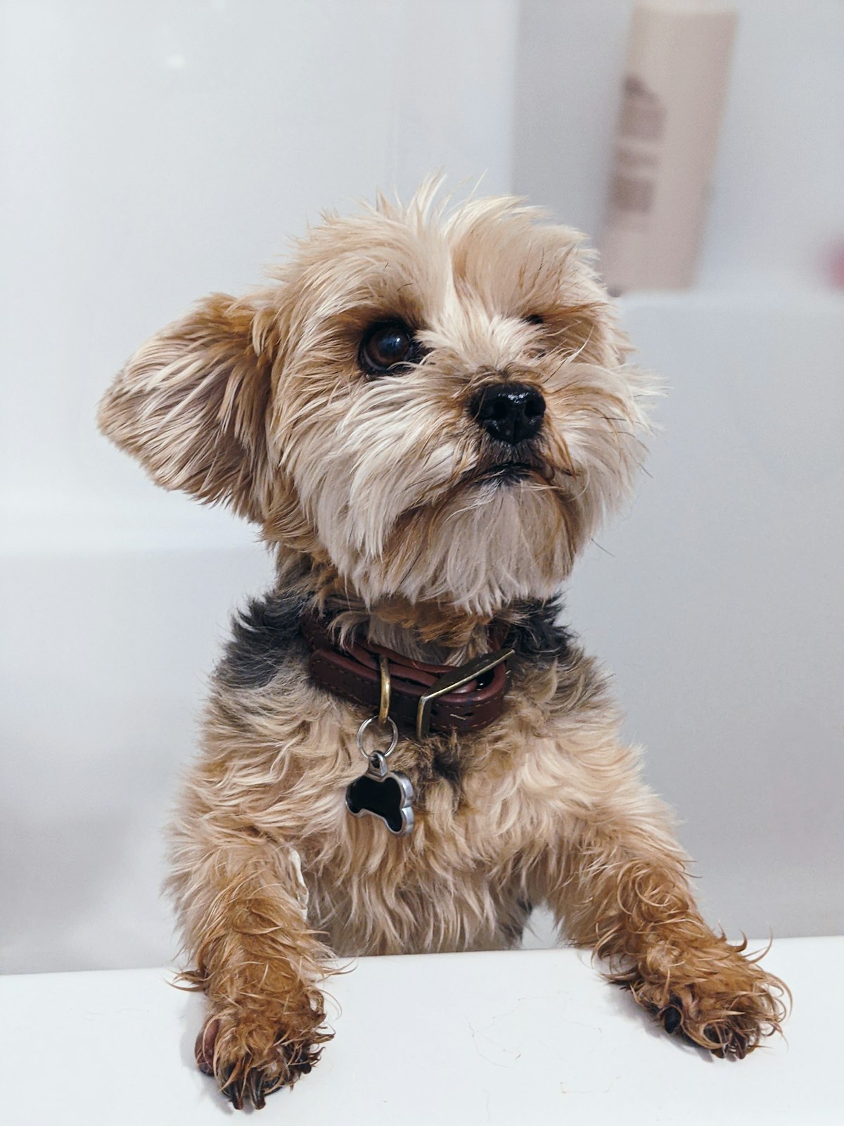 Stand-in photo: a yorkie mid-bath with a shampoo mohawk