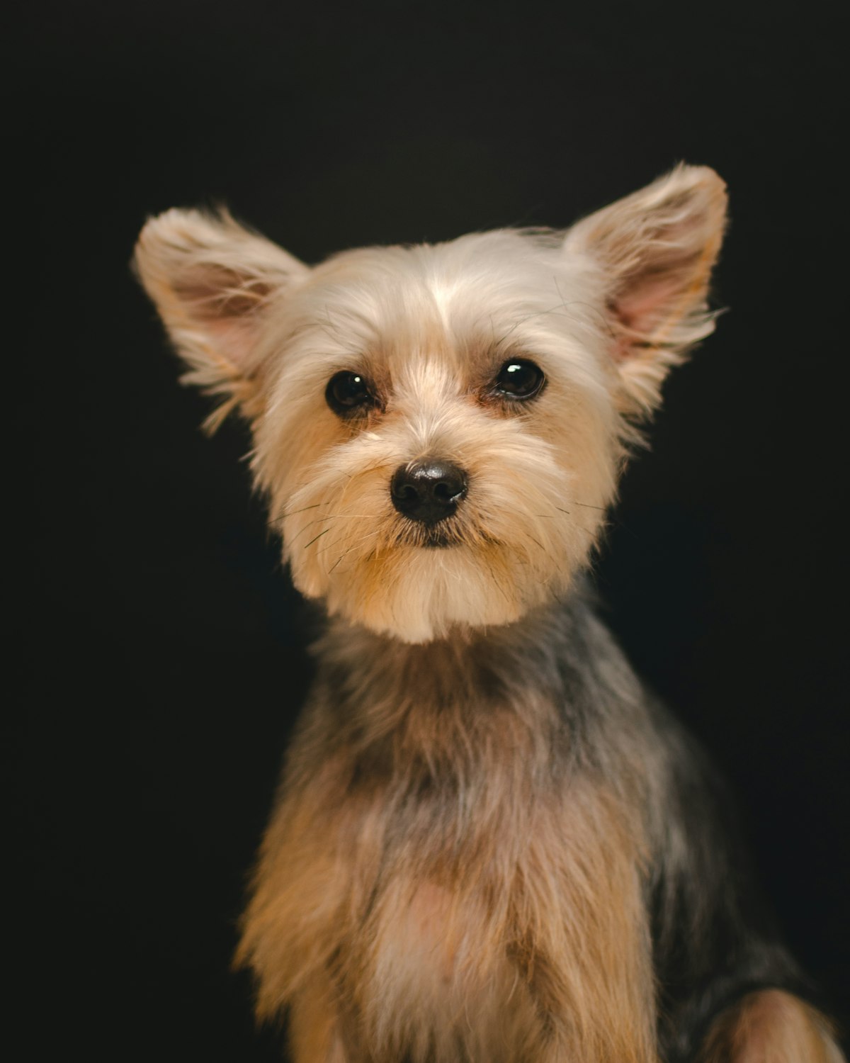 Stand-in photo: a small freshly groomed terrier